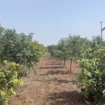 1 Acre 6 guntas excellent farm land for sale