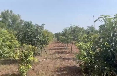 1 Acre 6 guntas excellent farm land for sale