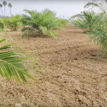 Agriculture Lands for Sale in  Telkapally