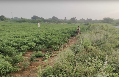 Agriculture Lands for Sale in Gurrampode
