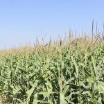 3 Acre Agriculture Land for Sale BT In Siddipet