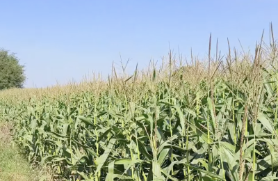 3 Acre Agriculture Land for Sale BT In Siddipet