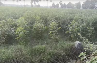 Agriculture Lands for Sale in Jammikunta