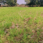 4 Acres Agriculture Lands for Sale in Ranga Reddy District