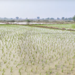 18 Acres Agriculture Lands for Sale in Devarakonda Mandal