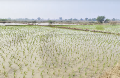 18 Acres Agriculture Lands for Sale in Devarakonda Mandal