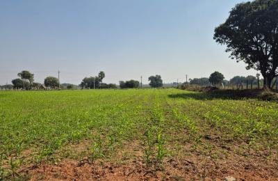 Agriculture Lands for Sale in Nangunoor