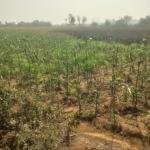 20 Guntas Land For Sale