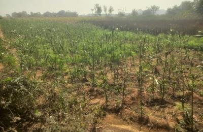 20 Guntas Land For Sale