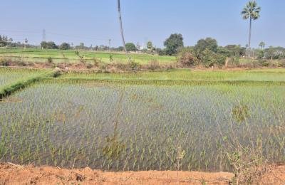 20 Guntas Land For Sale_Siddipet District