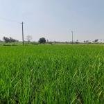 1 Acre land for sale in Nangunoor mandal
