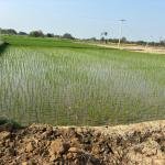 1 Acres land for sale_Mirdoddi