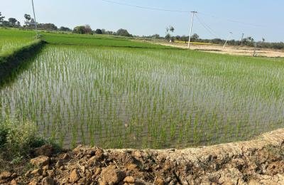 1 Acres land for sale_Mirdoddi