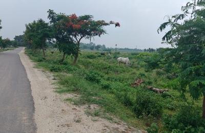 20 Gunts agriculture Land For Sale in Bejjanki