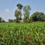 1 Acre Agriculture Land For Sale